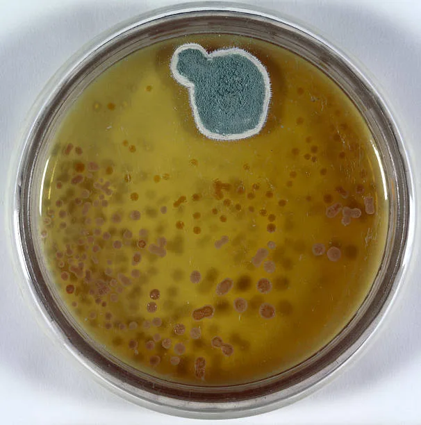 En 1928, el médico escocés Alexander Fleming observó famosamente el moho *Penicillium notatum* (en la imagen)