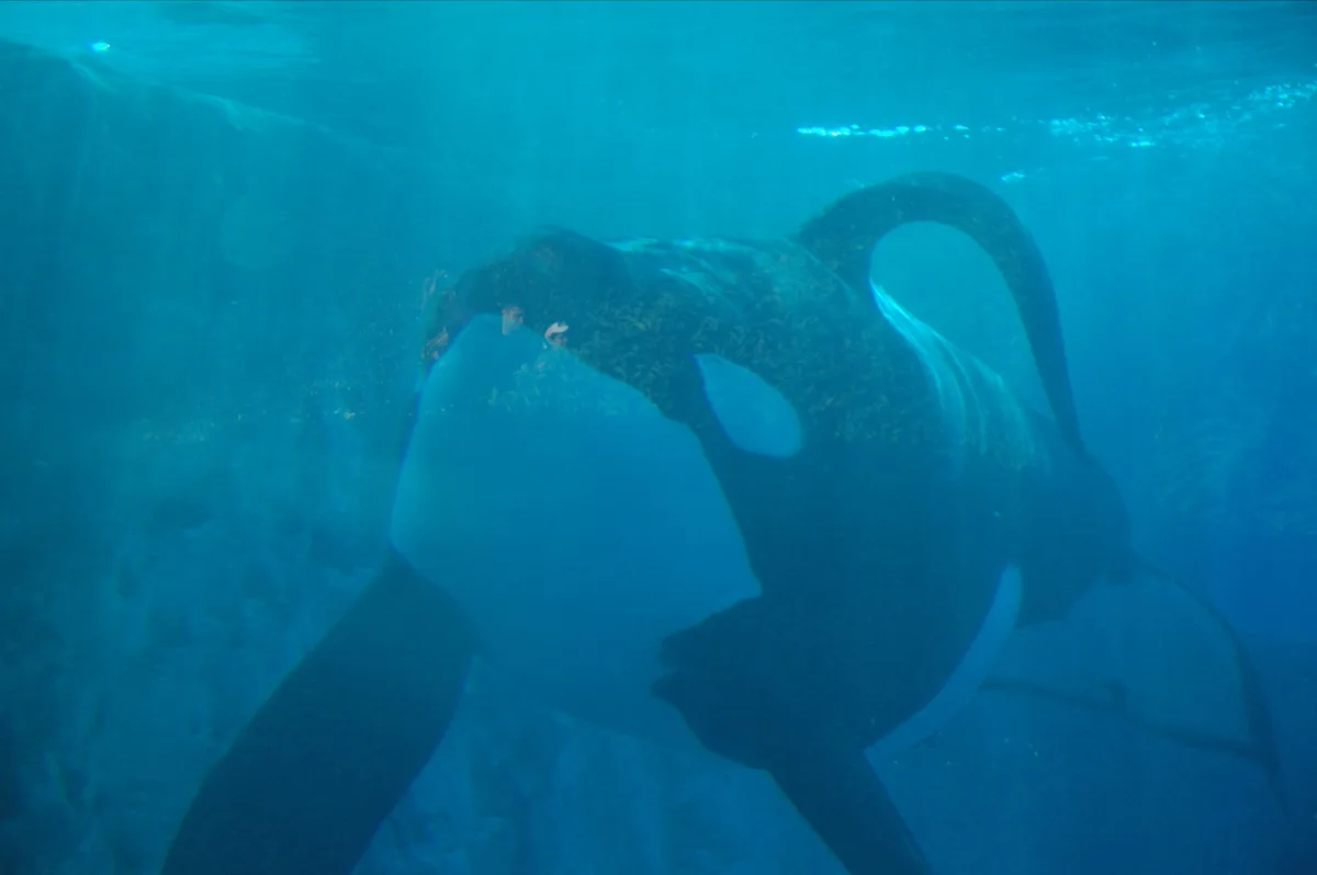 Starboard, one of the two male orcas nicknamed Port and Starboard, is easily identifiable by his dis