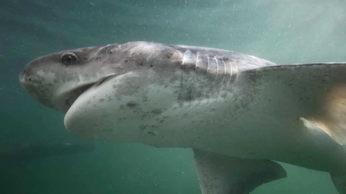 The Broadnose Sevengill Shark, an ancient species with seven gill slits (most sharks have five), is 